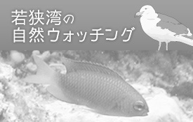 若狭湾の自然ウォッチング