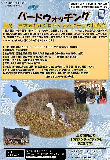 バードウオッチング　④冬 三方五湖オジロワシとハクチョウ探鳥会