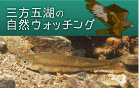 三方五湖の自然ウォッチング