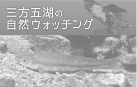 三方五湖の自然ウォッチング